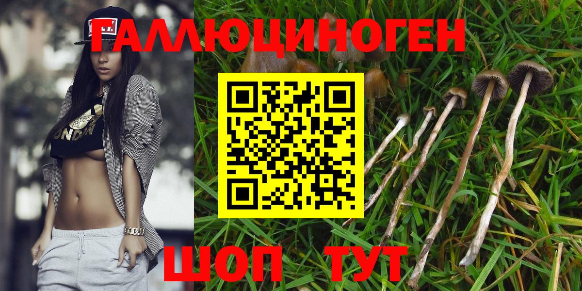 Псилоцибиновые грибы Psilocybine cubensis Магнитогорск